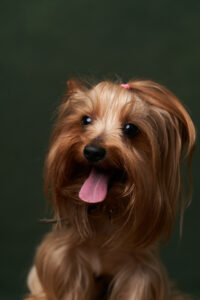 Yorkshire Terrier portrait, close-up. Cute Yorkshire Terrier pup