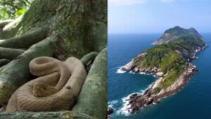 Ilha da Queimada Grande