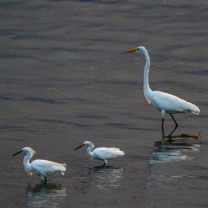 Ganso e seus filhotes